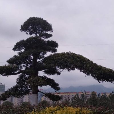 正事多-图像