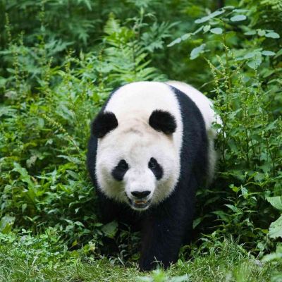 正事多-图像