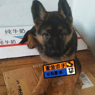正事多-图像